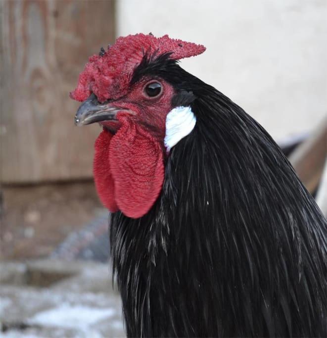 Gite Hansel De La Ferme Du Schneeberg ワンジャンブール エクステリア 写真