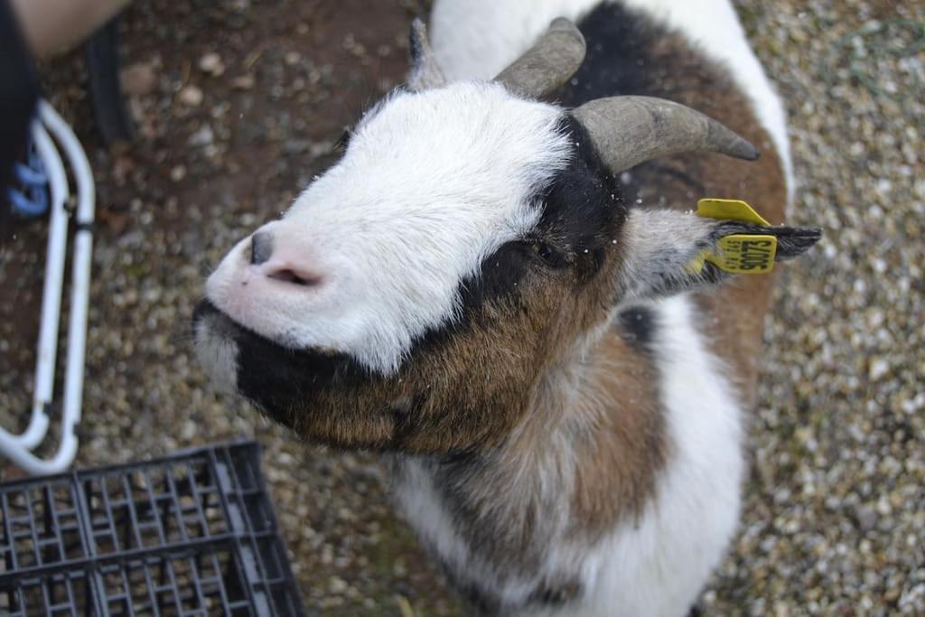 Gite Hansel De La Ferme Du Schneeberg ワンジャンブール エクステリア 写真